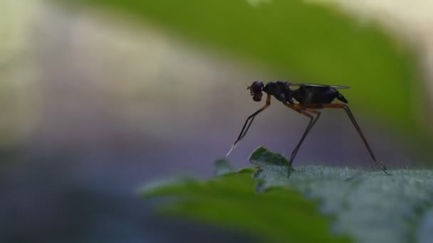 Guêpe Perchée Sur Une Feuille Verte Tout Bougeant Bouche Ses — Video