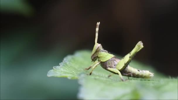 메뚜기가 나뭇잎 메뚜기 — 비디오