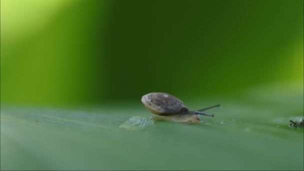 Liten Snigel Fastnar Det Gröna Bladet Bilder Sniglar Deras Naturliga — Stockvideo