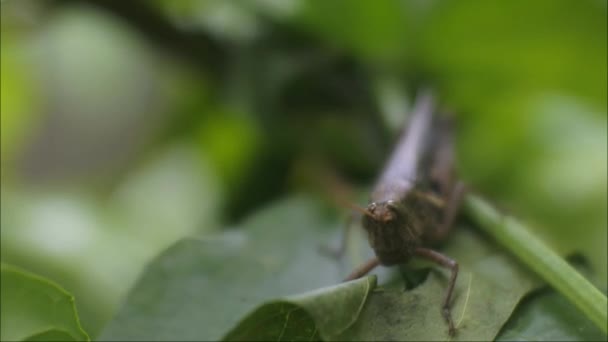 메뚜기가 나뭇잎 메뚜기 — 비디오