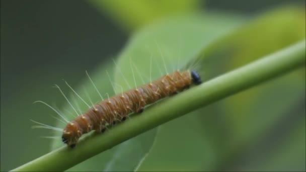 Gele Rups Kruipend Boomtak Video Ongedierte Van Planten Dierenmacro Slow — Stockvideo