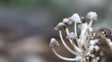 Karanlık arka planda makro mantar videosu, nemli yerlerde ahşap mantar.