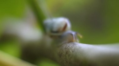 Bitki dalında sürünen küçük bir salyangoz.