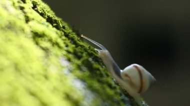 Bitki dalında sürünen küçük bir salyangoz.