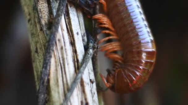 Milipedes Gigantes Los Bosques Musgosos Millipedes Conocen Como Mil Leggers — Vídeo de stock