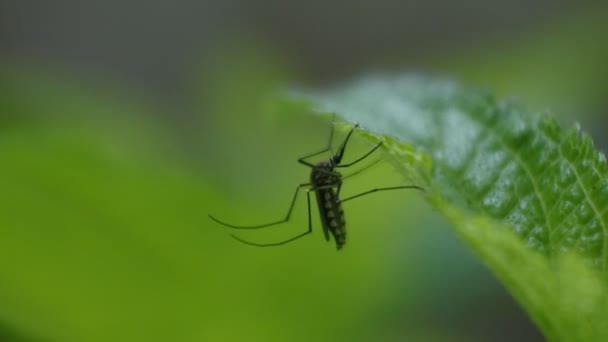 Stechmücke Auf Blättern Video Von Stechmücken Die Nadeln Die Blätter — Stockvideo