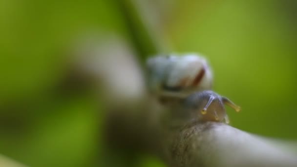 植物の枝を這う小さなカタツムリが — ストック動画