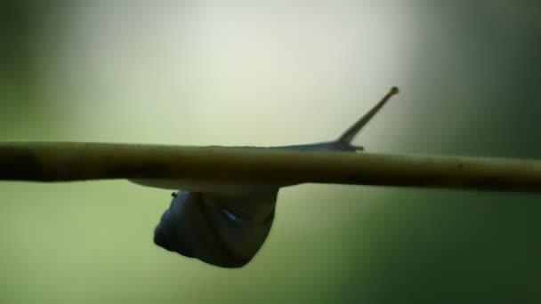 Pequeño Caracol Arrastrándose Sobre Una Rama Vegetal — Vídeo de stock