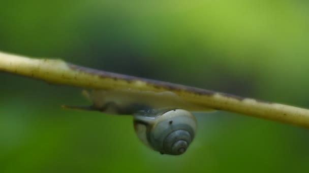 Petit Escargot Rampant Sur Une Branche Plante — Video