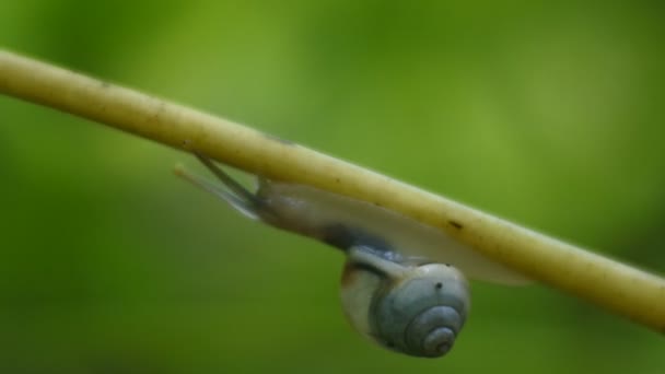 植物の枝を這う小さなカタツムリが — ストック動画