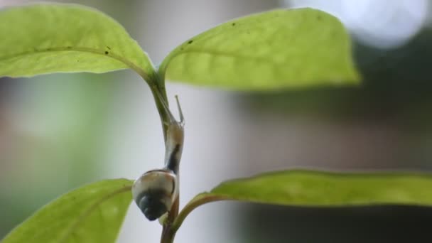 Ένα Μικρό Σαλιγκάρι Σέρνεται Ένα Κλαδί Φυτού — Αρχείο Βίντεο