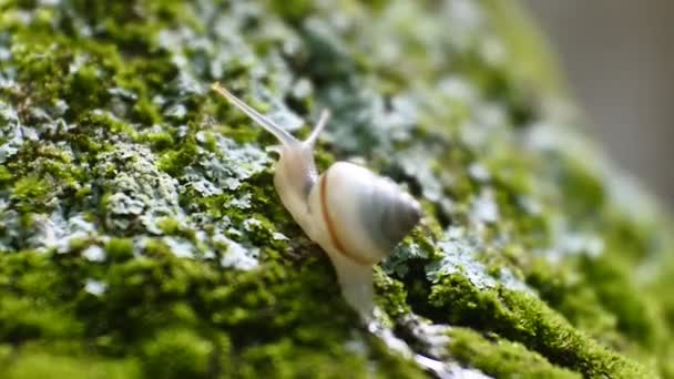 Pequeño Caracol Arrastrándose Sobre Una Rama Vegetal — Vídeo de stock