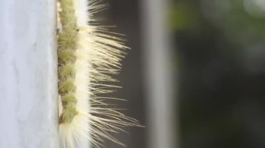 Sarı Tırtıl boruda sürünüyor HD video, hayvan makro görüntüsü