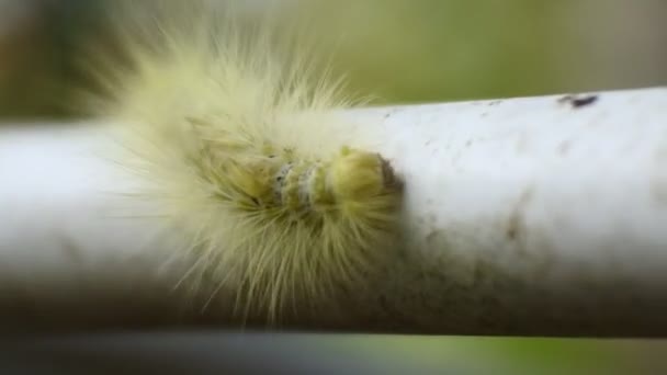 Yellow Caterpillar Crawling Pipe Video Animal Macro Footage — Stock Video