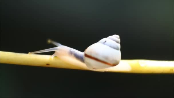 Pequeño Caracol Arrastrándose Sobre Una Rama Vegetal — Vídeos de Stock