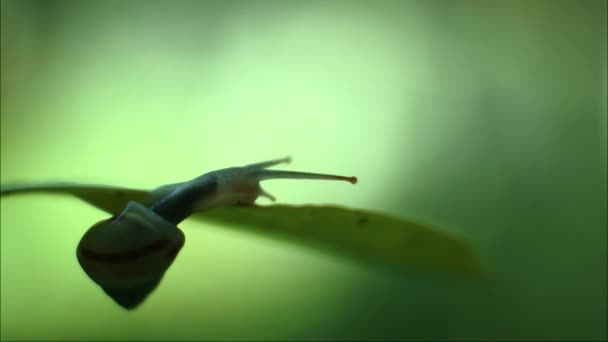 在植物枝上爬行的小蜗牛 — 图库视频影像