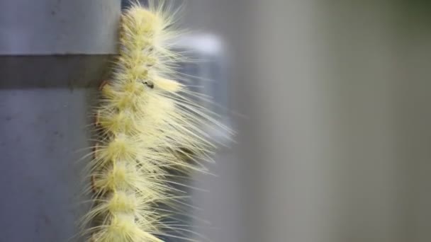 Жовта Гусениця Повзе Трубі Відео Макрокадри Тваринах — стокове відео