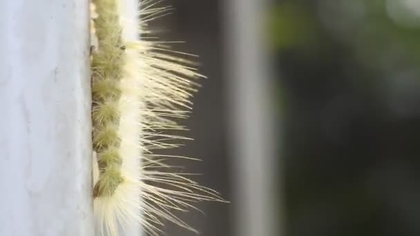 Yellow Caterpillar Crawling Pipe Video Animal Macro Footage — Stock Video