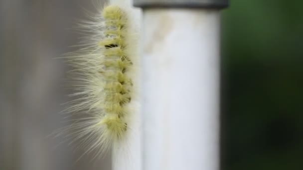 Bruco Giallo Che Striscia Sul Tubo Video Macrometraggio Animale — Video Stock