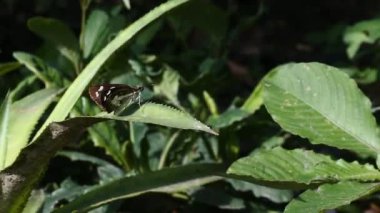 Yabani otların üzerine tünemiş kelebek, makro hd video