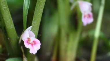 Kencur çiçeğini kapat (Kaempferia Galanga) hd video