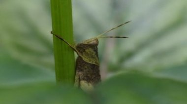 Çekirge videoyu kapatır, yeşil çekirge bir bitki köküne tünemiştir.