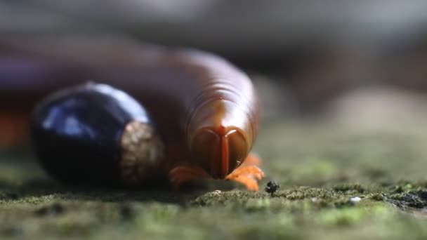 Gigantes Milipedes Arrastrándose Suelo Húmedo Macro Video — Vídeo de stock