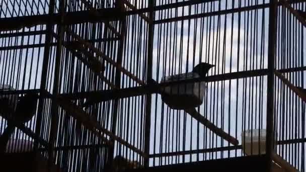 Birds Cage Pets Cages Video Bird Market — Stock Video