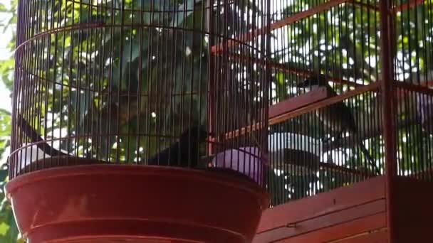 Birds Cage Pets Cages Video Bird Market — Stock Video