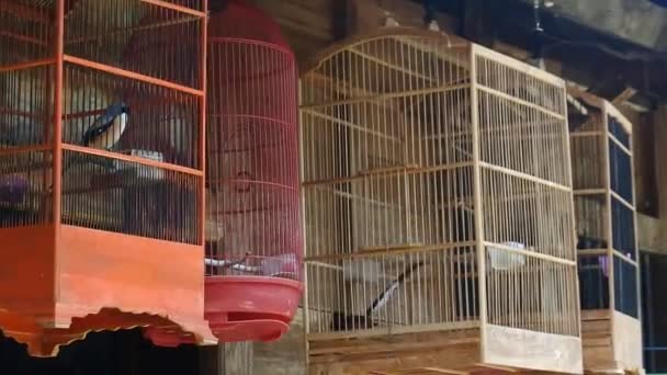 Vogels Een Kooi Huisdieren Kooien Video Vogelmarkt — Stockvideo