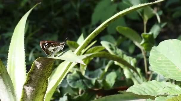 Pillangó Ültetett Gyomok Makro Videó — Stock videók