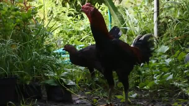 Çiçek Saksıları Arasında Tavuklar Yiyecek Arayan Horozlar Kümes Hayvanları Videoları — Stok video