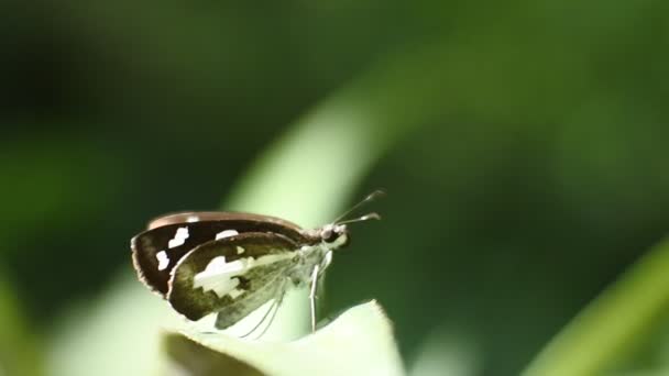 Motyl Siedzący Chwastach Makro Wideo — Wideo stockowe