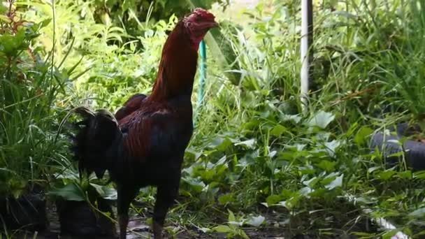 鸡在花盆中 公鸡在寻找食物 家禽动物视频 — 图库视频影像