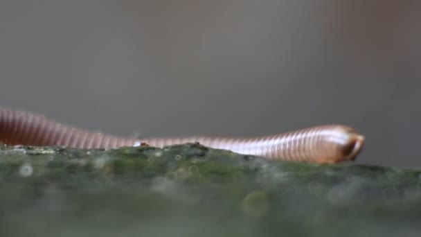 Des Milipedes Géants Rampent Sur Sol Humide Macro Vidéo — Video