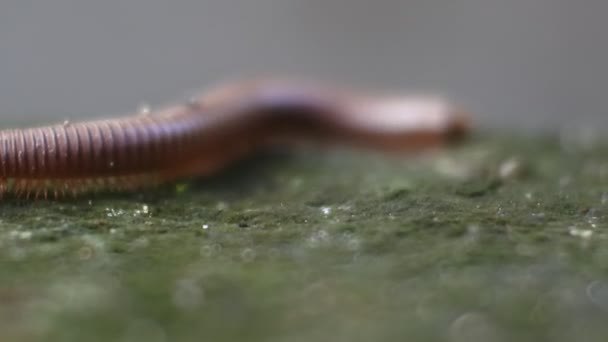 Gigantes Milipedes Arrastrándose Suelo Húmedo Macro Video — Vídeo de stock