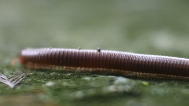 Riesige Milizfüße Kriechen Auf Nassem Boden Makro Video — Stockvideo