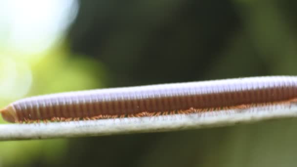 Gigantische Milipedes Kriechen Auf Kabel Macro Video — Stockvideo