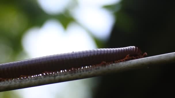 Giant Milipedes Υφέρπουσα Στο Καλώδιο Βίντεο Macro — Αρχείο Βίντεο