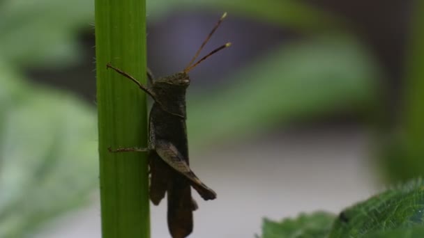 バッタはビデオを閉じます緑のバッタは植物の茎につきました — ストック動画