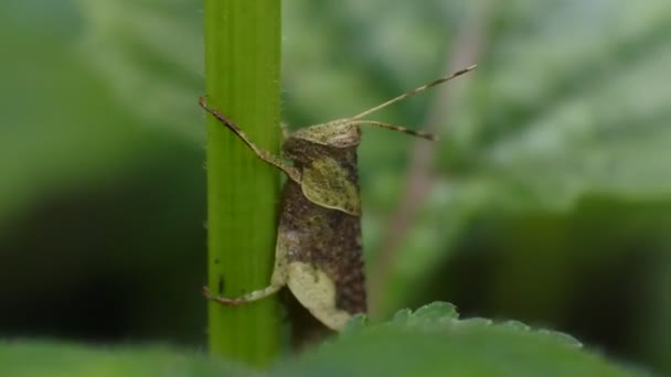 Çekirge Videoyu Kapatır Yeşil Çekirge Bir Bitki Köküne Tünemiştir — Stok video