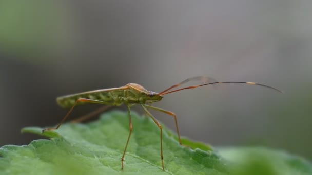 Macro Uğur Böceği Güzel Renkleri Olan Küçük Bir Böcektir Böcek — Stok video