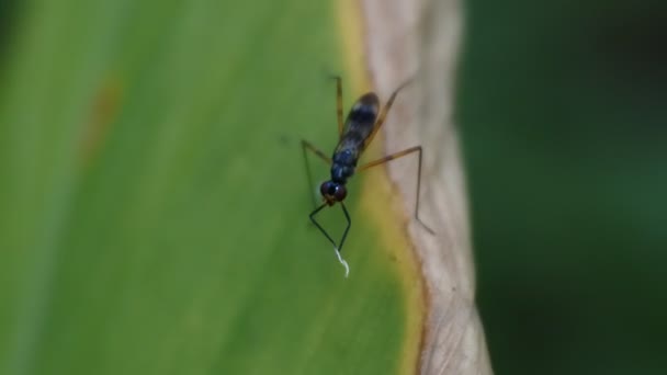 Liten Svart Geting Sittande Ett Blad Med Frambenen Rörelse Makro — Stockvideo