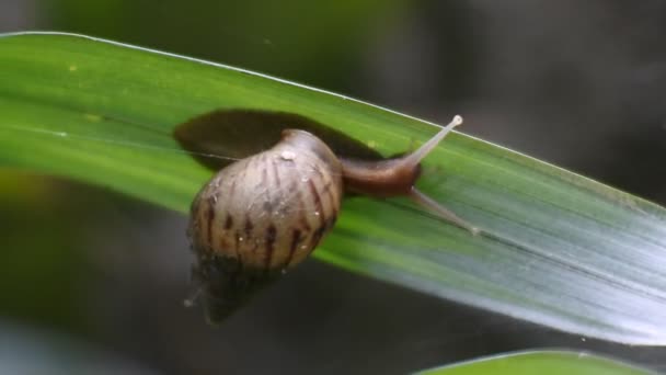 Escargot Accroche Fond Feuille Les Images Escargot Ralenti Vidéo — Video