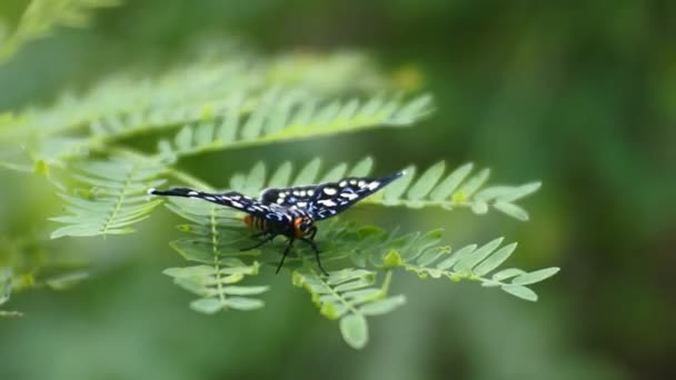 Бабочка Сидящая Сорняках Макровидео — стоковое видео