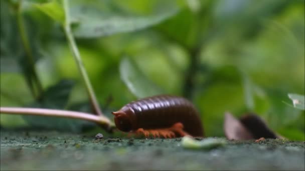 Giant Milipedes Mossy Sponrus Wood Slow Motion Video — 비디오