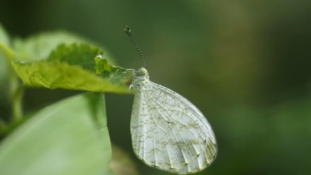 Mariposa Encaramada Las Malas Hierbas Macro Video — Vídeos de Stock