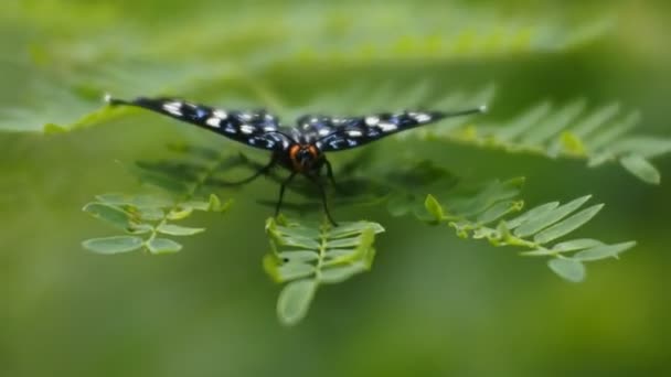 Motyl Siedzący Chwastach Makro Wideo — Wideo stockowe