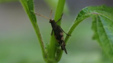 Çekirge videoyu kapatır, yeşil çekirge yaprağın üzerinde oturur.