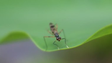 Yapraklar üzerine Yabanarısı (Polistes nipponensis Saussure), hd video